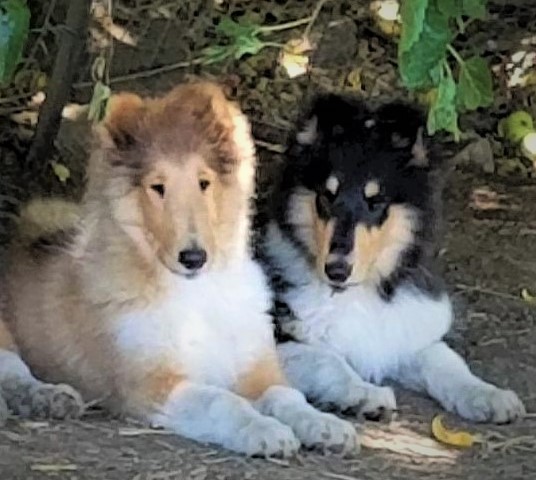 collie life puppies for sale